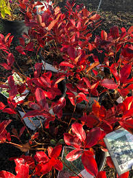 Image result for Monochoria africana