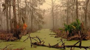 Swamp water (jean renoir, 1941). Swamp 1080p 2k 4k 5k Hd Wallpapers Free Download Wallpaper Flare