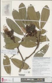 Image result for Berlinia grandiflora