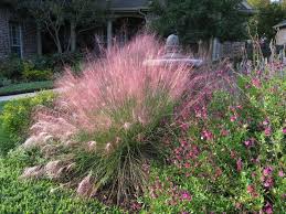 Grass, adagio grass, aztec grass, mondo dwarf grass, gulf muhly holly, youpon jasmine, asian juniper, sea green hibiscus, yellow nandina, compacta oleander, dwf hardy pink oleander, dwf hardy red pittosporum rose, knock out red yucca, red Gulf Muhly Austin Native Landscaping
