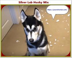 Silver Lab Husky Mix Golden Retriever Puppies Trend June 2021