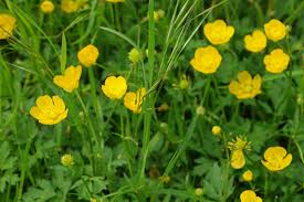 Image result for Ranunculus raeae
