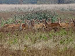 Covering about 56 square kilometres (22 sq mi), it is noted as an experiment of rewilding. Op Edelhertsafari In De Oostvaardersplassen Ontdek De Wereld Met Worldwife