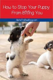 9 Insider Tips That Every New Dog Owner Should Know In 2020 Puppy Biting Stop Puppy From Biting Puppy Training Biting