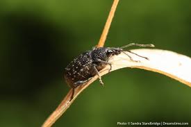 If you have any newly purchased packages of rice, crackers, flour, etc., open them and examine th. 7 Simple Tips On Keeping Weevils Out Of Your Garden Pest Pointers Tips For At Home Pest Control