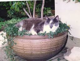 Drop Box John Scott Cats Plants