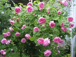 Louise Odier Rose Sok Pa Google Rose Garden Design Rose Companion Plants Heirloom Roses