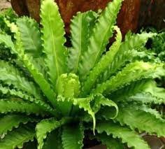 Image result for Asplenium barteri
