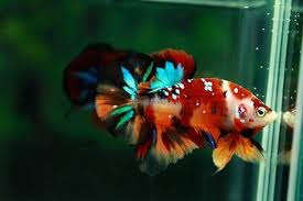 $19.00 buy it now | add to watch list. Ohmpk Candy Emerald Galaxy Ikan Cupang Ikan