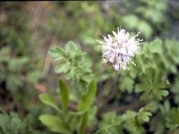 Image result for Hydrophyllaceae