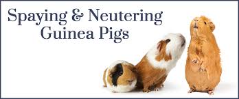 Spaying Or Neutering Your Guinea Pig Yes No Small Pet Select