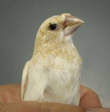 Crested Cream Ino Society Finch Hen Birds Finch Society