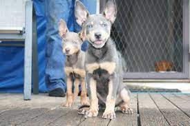 Maybe you would like to learn more about one of these? Australian Kelpie