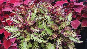 Image result for Coleus tetragonus