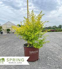 Image result for Ligustrum sinense