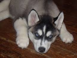 Good eye color is really not as important as the personality of the dog. Siberian Husky Dog Breed Information And Pictures