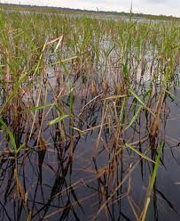 Famous Kissimmee Grass Growing On Lake Toho Kissimmee Kissimmee Fl Lake