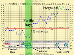 do you get pregnant during ovulation or when your fertile