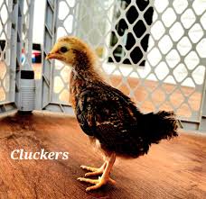 BYC (BackYardChickens)