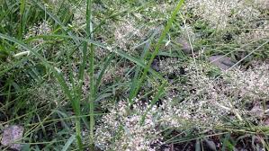 Sebagai salah satu jenis rumput pakan ternak, rumput grinting memang baik untuk kesehatan hewan ternak. Cynodon Dactylon Is A Weed Stock Video 100 Royaltyfri 1053435779 Shutterstock