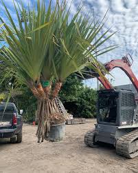 Image result for Pandanus utilis