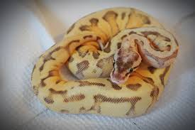 Montana Reptile Rescue