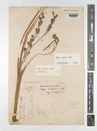 Image result for Hypoxis rigidula