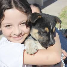 Pet vaccines offered locally