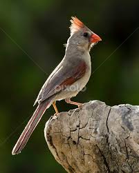 Find the perfect female cardinal stock photos and editorial news pictures from getty images. Backlit Female Cardinal Birds Animals Pixoto