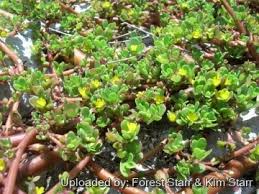 Image result for Portulaca centrali-africana