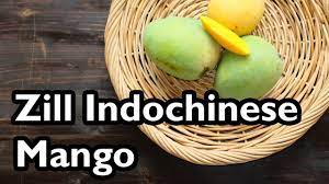 'zill indochinese' is a rare delicacy selected by the zill family. Truly Tropical Mango Varieties Zill Indochinese Youtube
