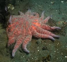 They are found in kelp forests, which are… Sunflower Sea Stars Or Starfish