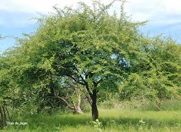 Image result for Dichrostachys