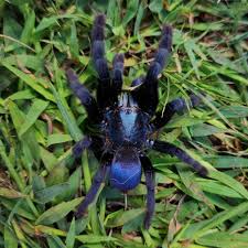 Image result for Holothrix pleistodactyla