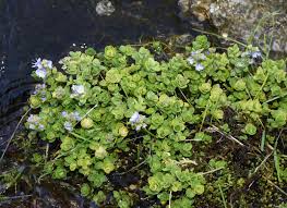 Image result for Plantaginaceae