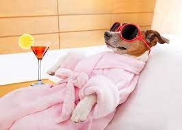 Shared room in apartment building in woodside, queens. Pet Hotel Near Me The Y Guide