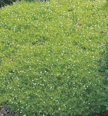 How to plant and care for irish and scottish moss. 9 Pack Irish Moss In Tray Lw04022 In The Ground Cover Department At Lowes Com