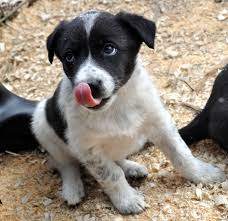Set Of Blue Heeler Dogs Pictures On Animal Picture Society Blue Heeler Blue Heeler Dogs Heeler