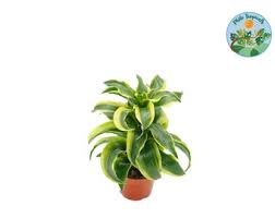 Image result for Dracaena camerooniana