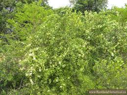 Image result for Gymnosporia glaucophylla
