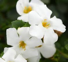 Image result for foto bacopa