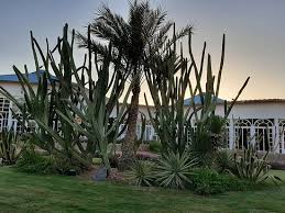 Though it is not limited to such climates. Hotel Desert Rose Picture Of Desert Rose Resort Hurghada Tripadvisor