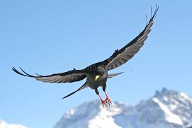Black Bird With Black Beak Flying Bird Close View Of A Black Bird Flying Straight To You Spon Close Bird Flying View Straight Ad Birds Flying Bird Black Bird