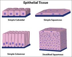 We did not find results for: What Are The Three General Cell Shapes Of Epithelial Tissue Socratic