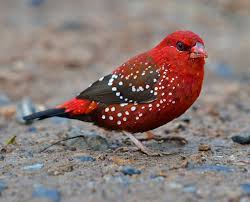 We did not find results for: These Birds Look Like Strawberries That Grow Right From Tree Branches