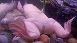 Some species can live more than 20 years in captivity. African Clawed Frog Swollen Upper Legs Aquarium Advice Aquarium Forum Community