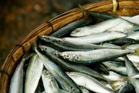 Sardines Vs Anchovies Difference In Nutrition Sardines Anchovies Fish