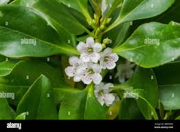 Image result for Myoporum laetum