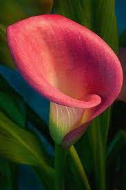 Pin By Annette Gaarden On Flowers Lily Seeds Calla Lily Flowers Amazing Flowers
