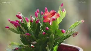 A christmas cactus can add a pop of cheerful color to your indoor plant collection. Grow With Kare Holiday Cacti Kare11 Com